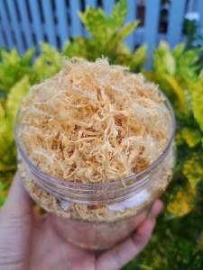 🐷Combo 3 CHÀ BÔNG THỊT HEO nhà làm 1 hủ 200gr