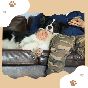 ✅[SG] MR. RETRACTABLE VEST HARNESS ★ FREE Enrichment Tips & Ideas e-Guide Worth $7 ★ Pet Enrichment ★ SG Stock ★ Kopi Lobang