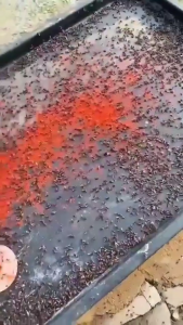 ผงไข่เน่า เหยื่อกำจัดแมลงวัน ฆ่าแมลงวันขั้นเทพ ใช้ฆ่าแมลงวันบ้าน ตราไก่