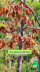 500ml Universal type nutrients solution for plants hydroponic nutrient solution for fruit vegetable flower garden fertilizer for hydroponics and potted plants