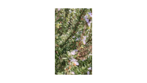 Kemasan Original | Benih Biji Rosemary | Rosmarinus Officinalis