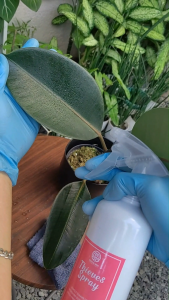 THIEVES PLANT SPRAY in 500ML REFILL POUCH | READY TO USE | Leaf Cleaner Leaf Shiner Foliage Enhancer