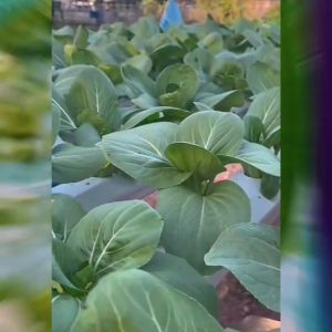 CHIATAI ผักซอง เจียไต๋ O163#คึ่นฉ่ายฝรั่ง ซองประมาณ2200 เมล็ด เมล็ดพันธุ์ผัก เมล็ดผัก เมล็ดพืช ผักสวนครัว