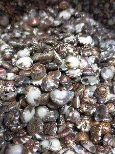 cangkang kerang mata - kerang kecil - berat 1 ons - kerajinan kerang - hiasan akuarium