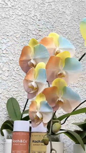 Sơn Xịt Màu Hoa Tươi Nhập Khẩu Úc – Dòng sơn màu cao cấp cho hoa tươi cánh mỏng và decor với mùi dịu nhẹ an toàn cho người sử dụng