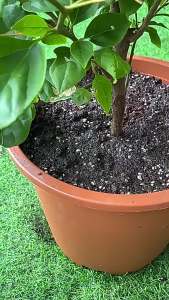 🌸สารอาหารรากเดียวเพียงพอ🌸ฮอร์โมนพืช เสียบพร้อมใช้ โฮโมนบำรุงพืช อ่อนโยน ไม่เป็นอันตรายต่อต้นกล้า น้ำยาเร่งราก ดินเน่า ปรับสภาพดิน หยั่งรากบำรุงราก ธาตุอาหารเสริม ทำให้พืชใบเขียวเข้ม เร่งเขียว ต้านทานโรค ธาตุอาหารรอง ฮอร์โมนบำรุงพืช ปุ๋ยเร่งดอก ผล