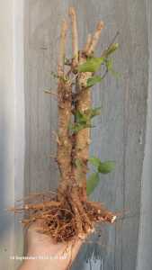 Bahan bonsai anting putri bonggol prospek