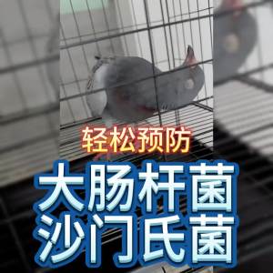 新品上市💗🙋‍♀️💗鸽用沙门氏新城疫腺病毒大肠杆菌绿便信鸽甩拉吐兑水鸟特效大全