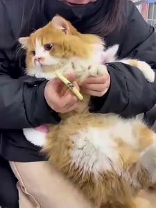 Cat Dog Nail Cutter Pet Nail Clippers Professional Circular Hole Anti Bleeding Pet Grooming Tools