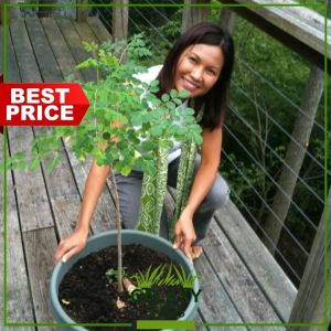GalaxySeeds Bonsai Moringa Tree Plant Seeds Malunggai for Planting Vegetable Plants Including fertilizer Hybrid Seed