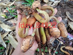 BENIH DURIAN BIBIT DURIAN MONTONG ASLI SIAP TANAM 1 pkt250 grm ( BELI 1KG GRATIS 250G PAKET HEMATMURAH BERKUALITAS )