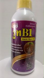 รูท  B1(เร่งราก) ขนาด 1ลิตร (ฮาชิ)