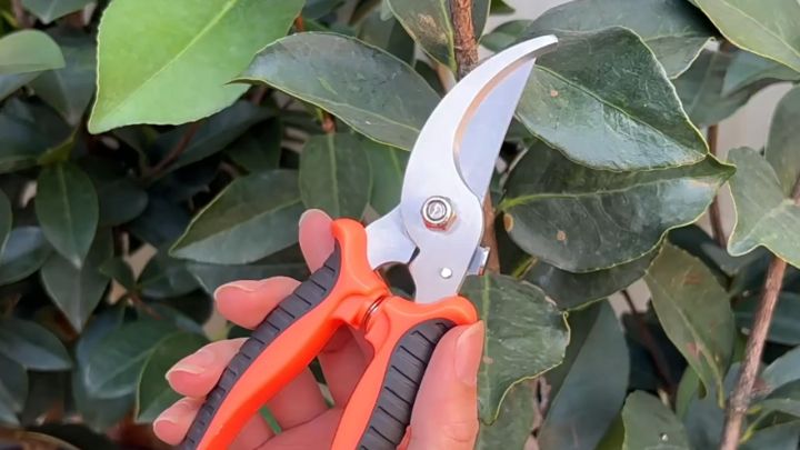 High Carbon Steel Gardening Pruning Shears Heavy Duty Garden Plant ...