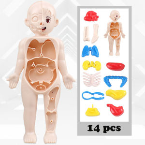 KiddoZone Kid Montessori 3D Puzzle Human Body Anatomy Model Educational Learning Organ Assembled Toy Body Organ Teaching Tool For Children