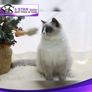 Cat Teaser Stick Wood Teaser With Plush Toy Cat Play Kitten Toy Teaser Flexible Stick Mainan Kucing Ball Bell 逗猫棒