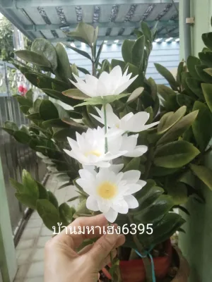 ดอกบัว ดอกบัวผ้า (1ช่อ5ดอก) ดอกบัวช่อ ช่อดอกบัว ดอกบัวปลอม ดอกไม้ไหว้พระดอก - ขนาด ของดอกบัว 5.5 ซม. - 1 ช่อ มี 5 ดอก (ยาวก้าน 30 ซม.) - วัสดุ ดอกบัวผ้า ทนน้ำ ทนฝน ตากแดดได้สีไม่ซีด สวย สด งานผ้าอย่างดี