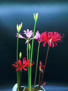 3 Củ giống hoa bỉ ngạn hoa màu vàng cam