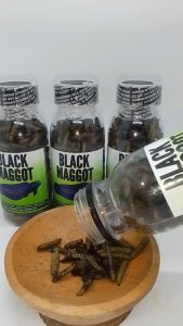Black Maggot Untuk Asiatica ws / Maru Kemasan Botol 100ml