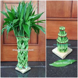 Bambu Hoki / Bambu Rejeki / Lucky Bamboo Model Kepang 30 Tinggi 40-45cm