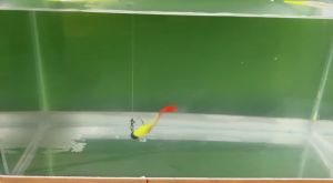 หนอนหางกระดิ่ง 1.8" (นิ้ว) เหยื่อตกกะพงเทพๆจากค่ายลุงแซมขนาด1.8นิ้วงานปลาเคี่ยวเก็บตกบอกเลยสุดติ่งกระดิ่งแมว