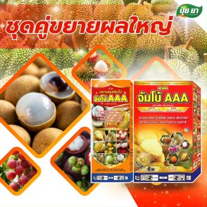 ขยายผลมะม่วง ก่อนเก็บ 15-30 วัน ขยายลูกใหญ่ เพิ่มหวาน สร้างเนื้อ เร่งสี ฮอร์โมนพืช ปุ๋ยเกล็ด ปุ๋ยยา 1 ลิตร + 3 กก.