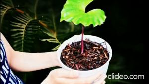 Media tanam Daun bambu campur andam Pakis siap pakai