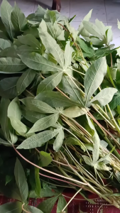 Murah 1 kg Daun Singkong Segar / 500 gram Daun SIngkong Segar 100% Organik