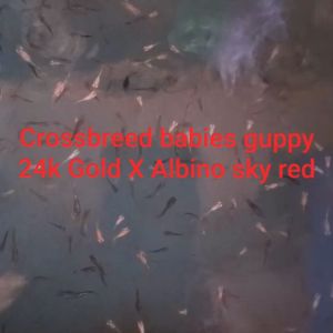 Baby Guppies _Crossbreed f1 (24k Gold crossing Albino sky red)_10 Fish Rm15.