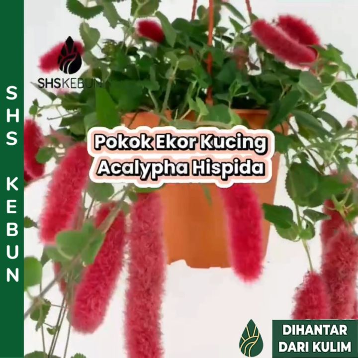 Acalypha Chamaedrifolia Pokok Ekor Kucing Merah Hanging Plant Live