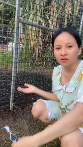 Bả diệt ốc sên Thuốc diệt ốc sên thuốc diệt ốc sên sinh học thuốc trị ốc sên cho rau thuốc ốc sên