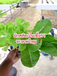 นุชฟอร์ไลฟ์ 1+8 ขวดเล็ก(หรือเลือกสูตรได้)/อาหารเสริมพืช ปลอดภัย ปุ๋ยน้ำ/สินค้าเกษตร