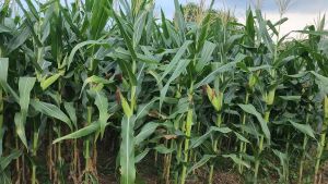 Giống Ngô Sinh Khối ĐH 175 (gói 1KG) Giống Ngô Mới Siêu Năng Suất