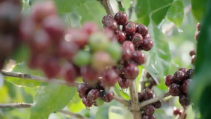 【Local Stock】WinsJown Slim Green Coffee Refreshing and Slimming Coffee with Ganoderma