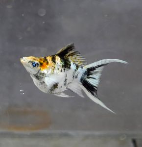 Red Head Lyretail Balloon Molly Fish(Female) 红头短身气球茉莉鱼(母)❗️(Not random fish)❗️Fish same as order❗️41