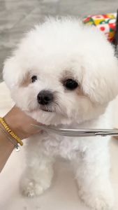 8pcs Professional pet grooming scissors for Dog Cat Stainless Steel set with storage bag Pets Hair Cutting