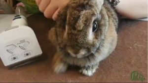 Oneisall Dog Hair Vacuum Grooming Kit with Clipper Nail Grinder 1.5L Dust Cup 7 Tools เครื่องดูดขน อุปกรณ์ 7 ชิ้น