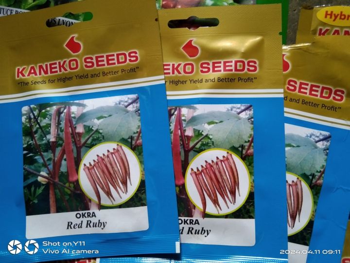 red okra seeds for planting ( CERTIFIED SEEDS) 10 seeds | Lazada PH