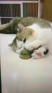 KEMORELA Catnip Cat Wall Stick-on Ball Toy Scratchers Treats Healthy Natural Removes Balls to Promote Digestion Cat Grass Snack