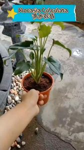 Alocasia Culculata 滴水观音 (LVA251)