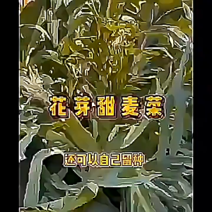 Romaine lettuce seeds 油麦菜种子heat-resistant sweet romaine lettuce耐热易种 甜麦菜苦麦菜蔬菜籽bitter romaine lettuce and vegetable seeds can be sown all year round