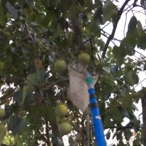 PEMETIK PENGAIT BUAH FRUIT PICKER MANGGIS/MANGGA Head Metal Fruit Picking Tools Fruits Catcher Kait Buah