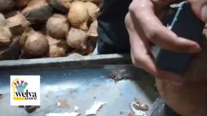 Kerokan Pengupas Kulit Ari Kelapa Peeler Bahan Iron Pengiriman Ekspres Dan Ekonomi Alat Kerok Tanpa Merek Ustensil Pengupas Multifungsi - Lazada