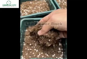 GNC - Soil Smoother From Holland OEM Probiotic Organic Soil Mix Tanah Subur Hitam Organik 3KG