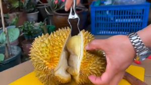 Dụng cụ Kìm kẹp Kìm Khui tách vỏ sầu riêng hàng chuẩn thép không gỉ siêu tiện lợi