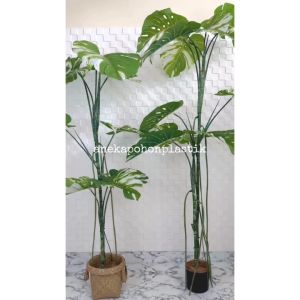 Pohon Artificial Pohon Hias Monstera Variegata T170 & T190 Latex Pot Dasar Hitam Cover Purun Handle Hiasan Ruang Tamu