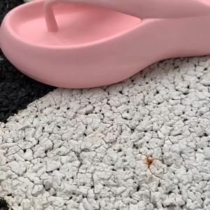 พร้อมส่🚚รองเท้าแตะผู้หญิง รองเท้าหูคีบ พื้นหนา EVAน้ำหนักเบา ใส่สบาย มินิมอล รุ่นใหม่ นำเข้าราคาถุก