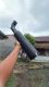 DM MUFFLER