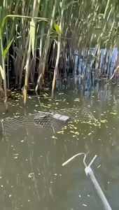 Alat Perikanan Murah: Jaring Ikan Lipat Lingkaran, Perangkap Ikan untuk Udang, dan Jebakan Ikan