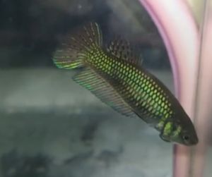 แม่พันธุ์มหาชัยสวย