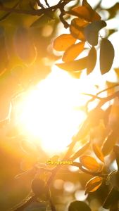 Gracimax Bro Penambah Energi Ternak Ayam Broiler